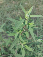 Chenopodium album