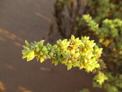Trianthema hereroensis image
