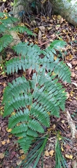 Diplazium viridissimum