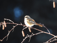 Phoenicurus erythronotus