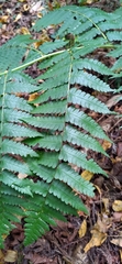 Diplazium viridissimum