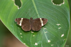 Celaenorrhinus vietnamicus