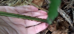 Diplazium viridissimum