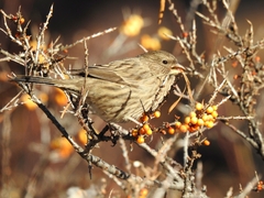 Carpodacus rhodochlamys