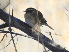 Prunella atrogularis