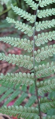Diplazium viridissimum
