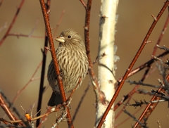 Carpodacus rhodochlamys