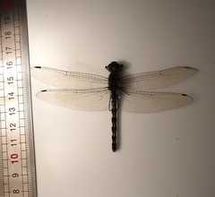 Zygonyx torridus torridus