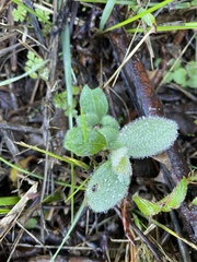 Tomostima cuneifolia