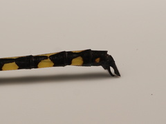 Zygonyx torridus torridus