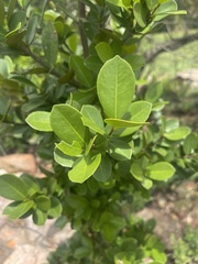 Cassipourea swaziensis