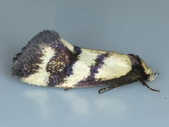 Olbonoma triptycha
