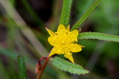 Corchorus asplenifolius