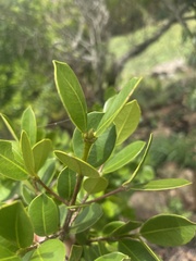 Cassipourea swaziensis