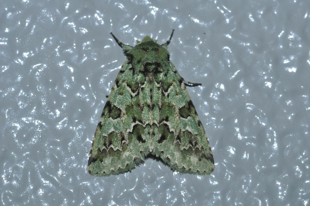 Daseochaeta viridis