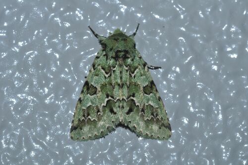 Daseochaeta viridis
