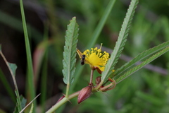 Corchorus asplenifolius