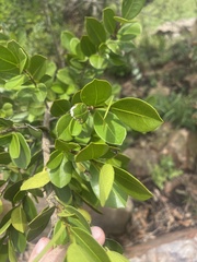 Cassipourea swaziensis