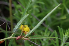 Corchorus asplenifolius
