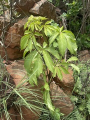 Cyphostemma