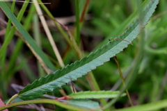 Corchorus asplenifolius