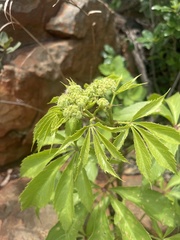Cyphostemma