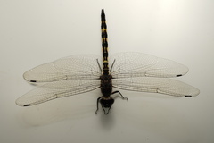 Zygonyx torridus torridus