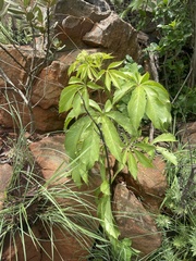 Cyphostemma