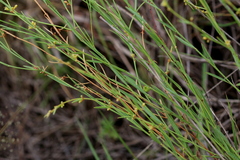 Phyllanthus incurvus