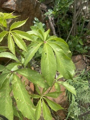 Cyphostemma