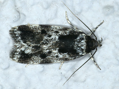 Barea confusella