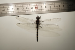 Zygonyx torridus torridus