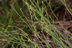 Phyllanthus incurvus