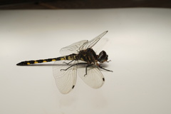 Zygonyx torridus torridus