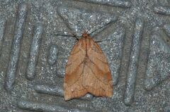 Macrochthonia fervens