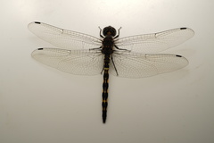 Zygonyx torridus torridus