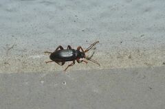 Allecula melanaria