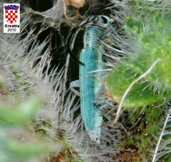 Phytoecia caerulescens