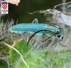 Phytoecia caerulescens