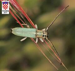Phytoecia caerulescens