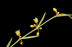 Phyllanthus incurvus