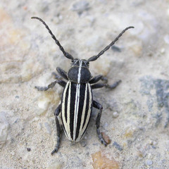 Dorcadion scopolii