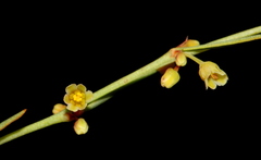 Phyllanthus incurvus