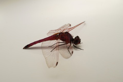 Trithemis annulata haematina