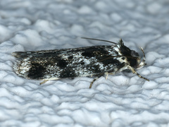 Barea confusella