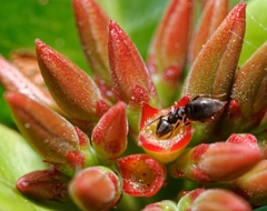 Technomyrmex albipes