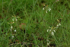 Chascanum hederaceum