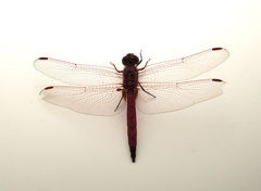 Trithemis annulata haematina