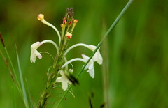 Chascanum hederaceum