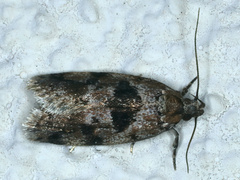 Barea melanodelta